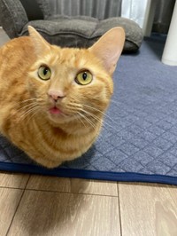 大きな金色の瞳、ちょこっと出たピンク色の舌も可愛いですね（画像提供：むぎと人間さん）