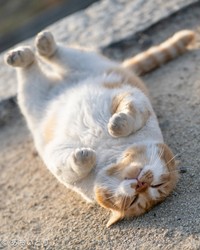 あおいとりさんが「二度と撮れない」と自信を見せる写真、「地球を背負った猫」（提供：あおいとり🐱写真集「ずっと気まま猫」発売中さん）