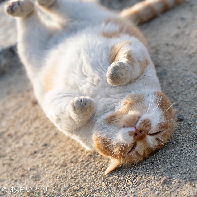 あおいとりさんが「二度と撮れない」と自信を見せる写真、「地球を背負った猫」（提供：あおいとり🐱写真集「ずっと気まま猫」発売中さん）