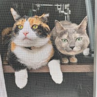 仲良くニャルソックする（左から）たびちゃん、にびちゃん（画像提供：にびたびさん）