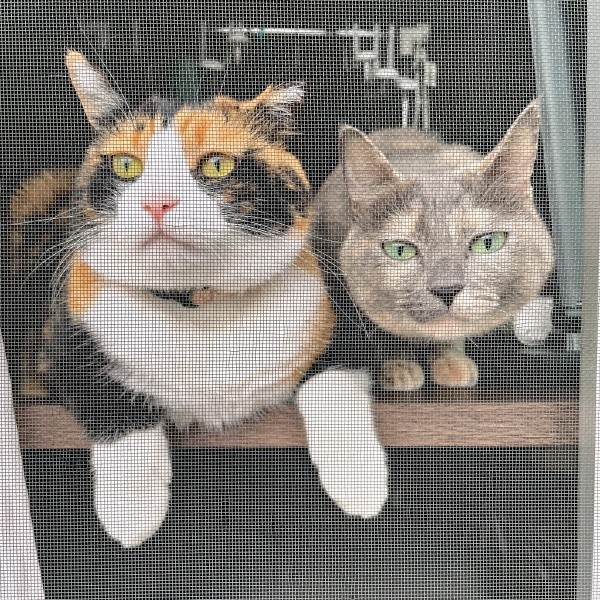 仲良くニャルソックする（左から）たびちゃん、にびちゃん（画像提供：にびたびさん）