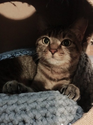 その後、ネコリパに。（飼い主さん提供）
別々に保護された2匹の猫が一緒の家族に。ええ話や。
