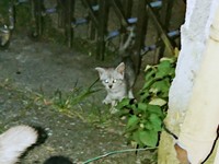 出会った当時、他の猫がご飯を食べるのを後ろで見ていたしじみくん（画像提供：しじみとんさん）
