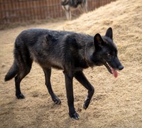 キビクくんの全身像（提供：ローズウルフRoseWolf 🐺🌹ウルフドッグ犬舎さん）