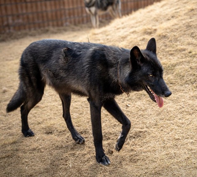 キビクくんの全身像（提供：ローズウルフRoseWolf 🐺🌹ウルフドッグ犬舎さん）