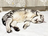 新しいタオルケットの上でくつろぐサスケくん（画像提供：みふゆ（三冬）さん）