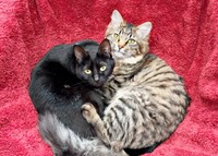 同居猫・ルナちゃん（右）と仲良しになったルナちゃん（左）（画像提供：なちゅふぉとさん）