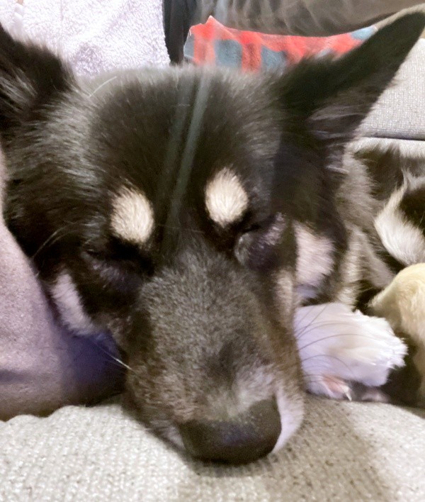 飼い主さんと娘さんの間に入って眠るみかんちゃん（画像提供：うーさんみーさん）