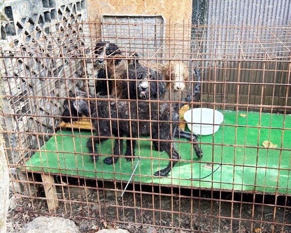 繁殖場の様子。ボロボロで異臭を放つ大型犬が数匹過ごしています