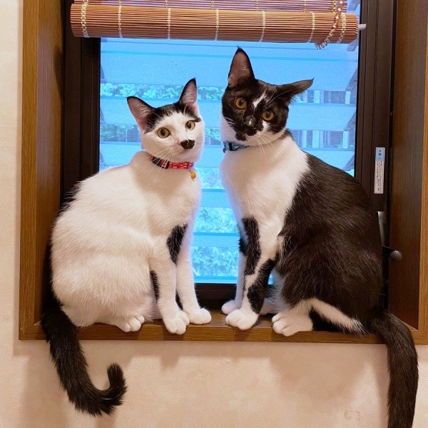 窓辺でニャルソックするシロちゃん（左）、クロくん（右）（画像提供：ぶち猫のシロとクロさん）