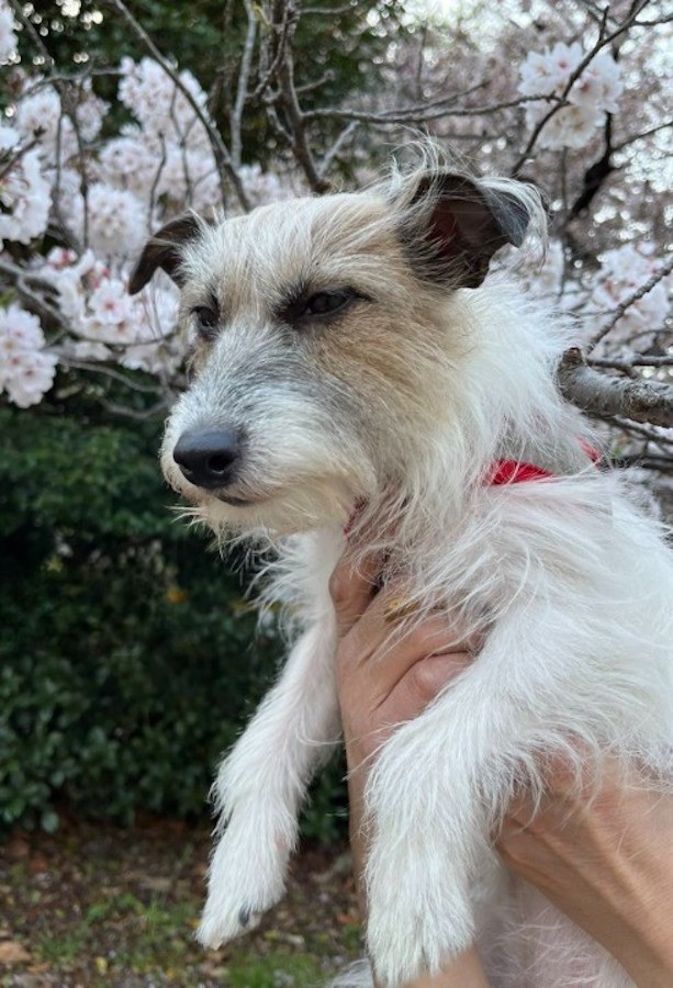 苦いテーブルをかじった時と同じ「嫌な顔」をしているあかねちゃん……（提供：中野あしほさん @Asihotumiushi）