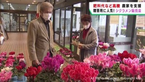 クリスマスの贈答用として人気　シクラメンの販売会　宮城・大衡村