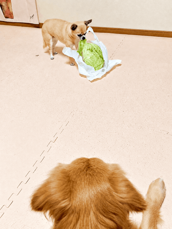 丸ごとキャベツを食べる先輩犬を見つめるみーちゃん（画像提供：みーさん）
