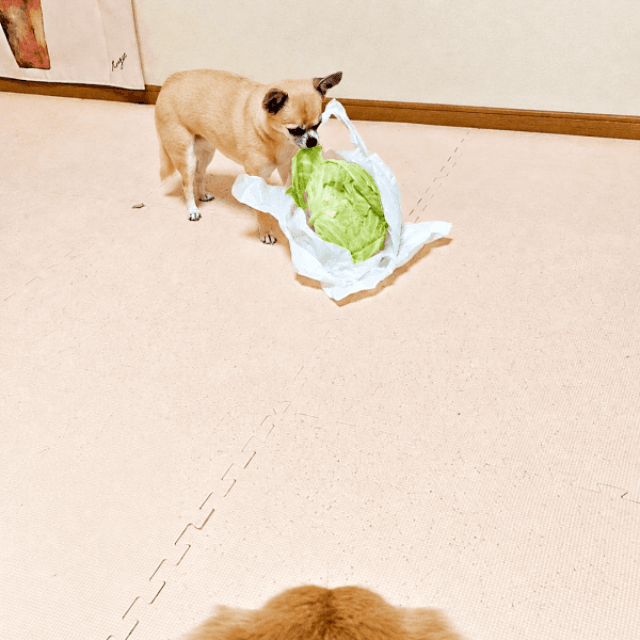 丸ごとキャベツを食べる先輩犬を見つめるみーちゃん（画像提供：みーさん）