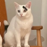 こちらはキュウちゃん、お顔に筆で描いたような模様が（提供：なんだその模様———さん）※画像は一部トリミング