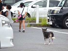 被害防止へ対策苦慮　減らぬ野犬、周南管内の捕獲数突出