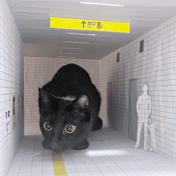 正面からのショットも。じっと様子をうかがう黒猫・ノアールちゃん（画像提供：ティグノアさん）