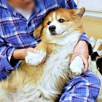 人懐こく甘えん坊！ 膝上でくつろぐサスケくん（画像提供：サスケ（フラッフィーコーギー）さん）