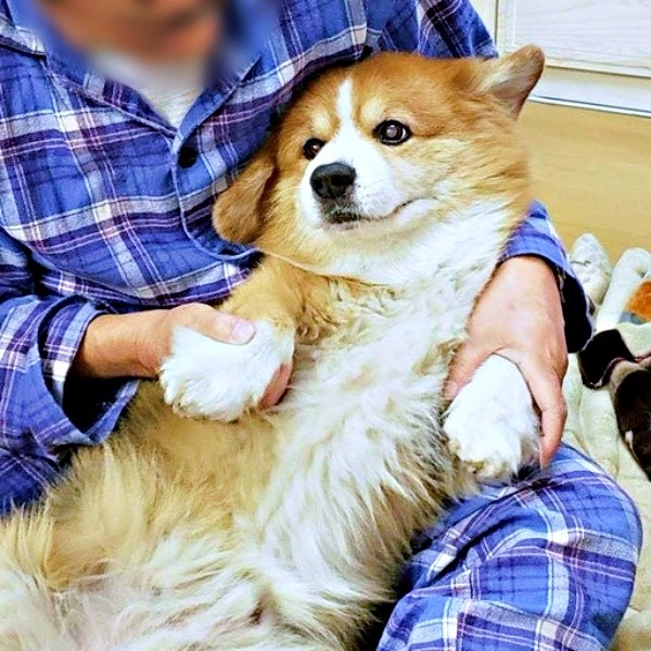 人懐こく甘えん坊！ 膝上でくつろぐサスケくん（画像提供：サスケ（フラッフィーコーギー）さん）