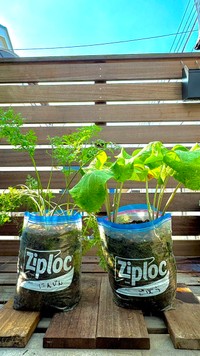 いざ、収穫！（画像提供：ぽたろうの家庭菜園HACKさん）