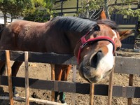 兵庫ダービー優勝のコーナスフロリダもいまや癒やし系に！？