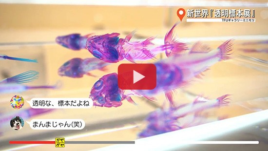 #89新世界『透明標本展』①