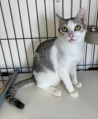 ちょっと不思議そうな様子で見つめるオムくん（提供：NPO法人　府中猫の会さん）