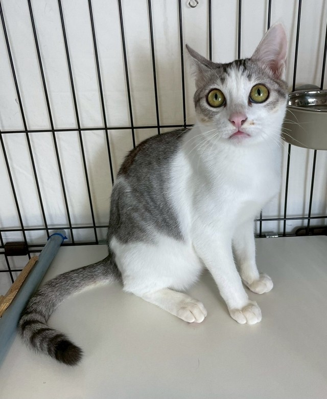 ちょっと不思議そうな様子で見つめるオムくん（提供：NPO法人　府中猫の会さん）