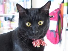 子猫３匹を拾った夏休み　明るく元気に育ったオス猫「ミー吉」