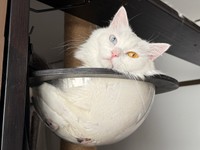 透明ハンモックでくつろぐベニまるくん（画像提供：ねこみ白書さん）