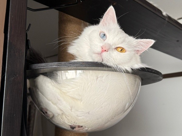 透明ハンモックでくつろぐベニまるくん（画像提供：ねこみ白書さん）