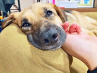おうちで暮らし始めて2年、表情が穏やかになったよちゃん（画像提供：よちゃんのよはよいおいぬのよさん）
