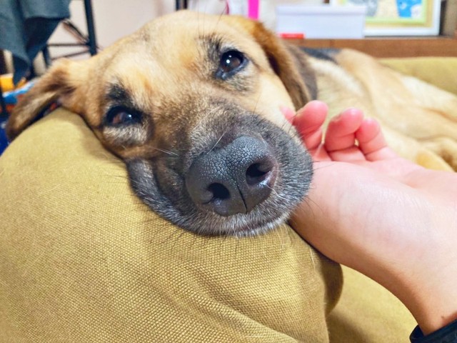 おうちで暮らし始めて2年、表情が穏やかになったよちゃん（画像提供：よちゃんのよはよいおいぬのよさん）