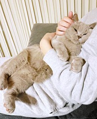 マッサージをしてもらうもめんくん（画像提供：もめんさん）