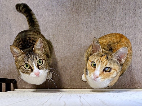 優しい家族に見守られ穏やかな日々を過ごす（左から）先住猫・かつおちゃん、さごしちゃん（画像提供：ネムノキさん）