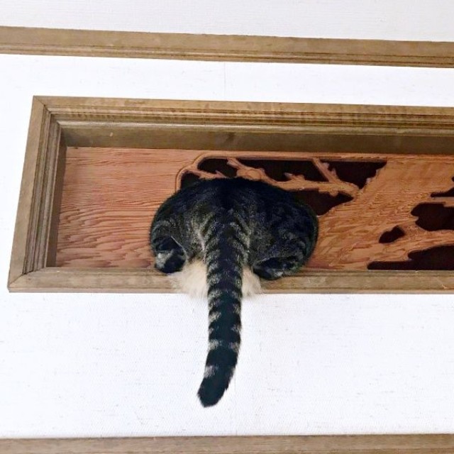 欄間の透かし彫りに頭を突っ込んだシンくん（画像提供：ハララカさん）