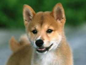今年の人気ナンバーワン犬種は柴犬　「日本人に合う」