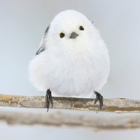 シマエナガ写真1（やなぎさわごうさん提供）