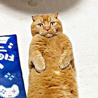 一見、普通の「へそ天」に見えるがーー驚きのボディを披露したちゃあ坊くん（画像提供：ayaさん）