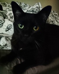 スリムな時代もあったにゃあ～