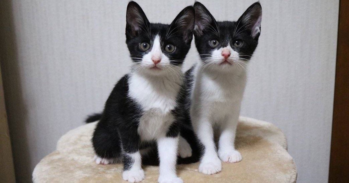 不妊手術をする予定の野良猫が妊娠 子猫はインスタ仲間の元へ 犬 猫との幸せな暮らしのためのペット情報サイト Sippo