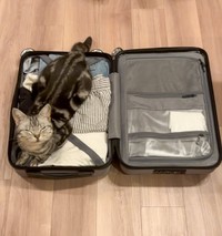 これははみ出そう！（あんこともなか充電ねこさん提供）