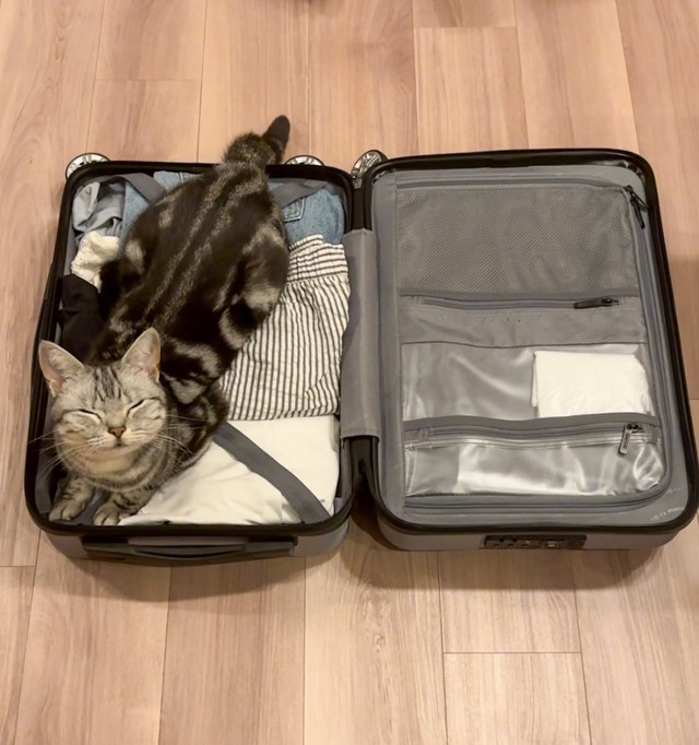 これははみ出そう！（あんこともなか充電ねこさん提供）