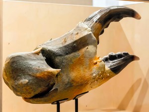 人が押し寄せる「カニ博物館」仕掛け人は門外漢の若者　賛否両論の展示方法で人気に