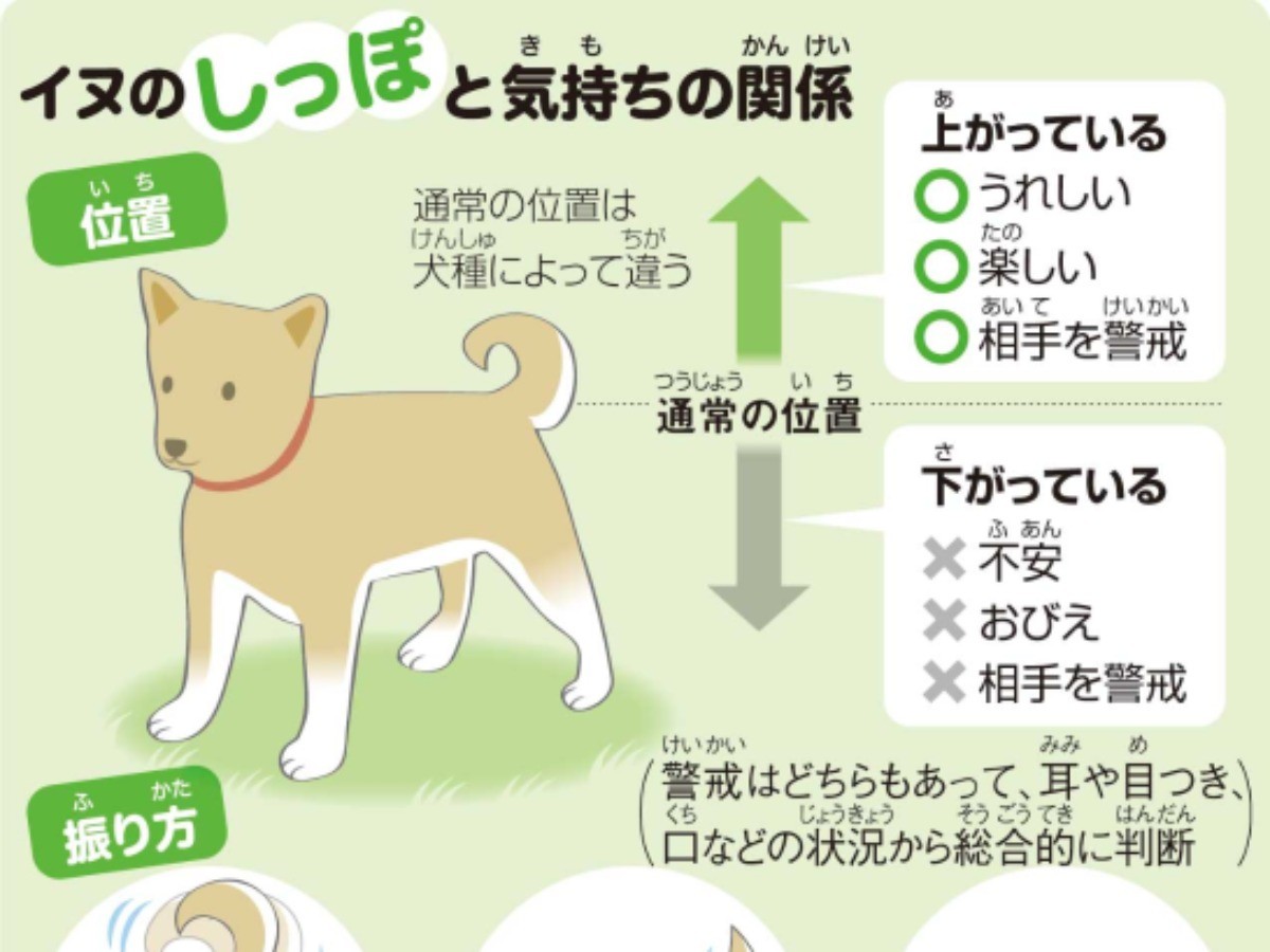 犬がしっぽを振るのはなぜ 自分の気持ちを表している その意味をｑ ａで解説 Sippo シッポ