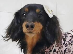 荷物をあさって食べ物をペロリ！　食欲旺盛なミニチュアダックスフンド「ココア」