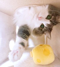 キャットタワーの穴からひょっこり！ おちゃめな直哉くん（画像提供：直哉さん）