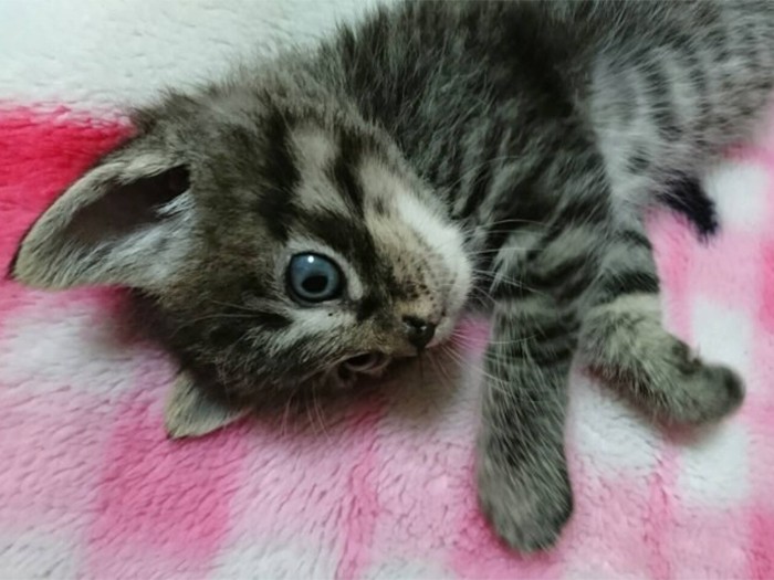 家にきたころの「温（はる）」