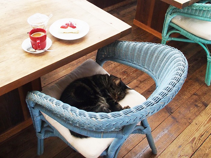 シブいブラウンタビーのアメショーの福助、６歳