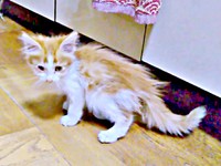 保護まもないころ、生後3カ月、よく遊ぶかなたくん（画像提供：あきや〜まさん）